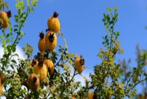 刺梨的產地，產地為云貴川